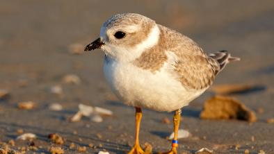 Juvenile piping plover with a sandy-colored body, a white belly and a black beak. It's little yellow legs stand on a pebble-strewn beach.