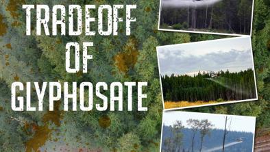 Three photos of helicopters spraying glyphosate from the air over a photo of a logging road