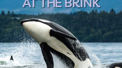 A Killer whale breaching with members of its pod nearby