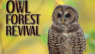 Northern spotted owl perched on a log