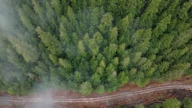 A thin concrete road cuts horizontally through the thick coniferous forest in Spuzzum Valley