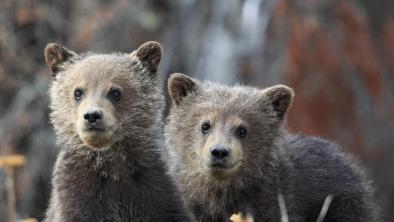Two adorable grizzly bear cubs stand in bright green grass