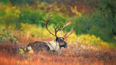 A Woodland Caribou Bull bedded.