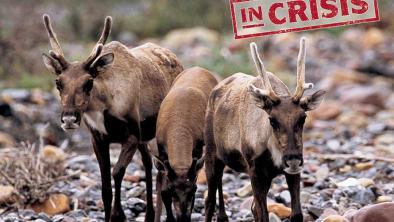 Three woodland caribou standing in frame looking towards the camera