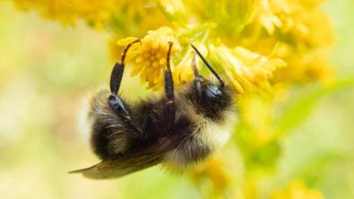 Western bumblebee on a flower.