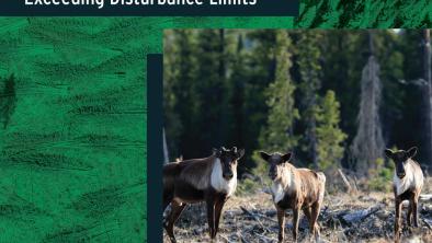 "State of southern mountain caribou habitat in BC: exceeding disturbance limits" over a photo of three caribou in logged forest