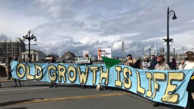 Old-growth protesters in front of banner and signs, Victoria B.C.