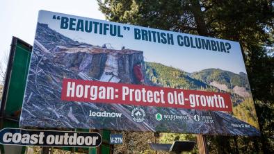 A photo of a worried individual leaning against an old-growth stump. The words "Beautiful British Columbia? Horgan: Protect old-growth." appear over top of the photo. 