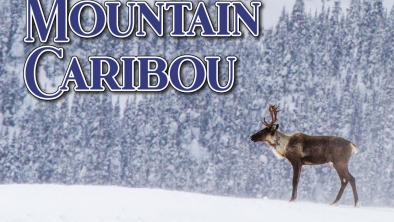 Southern mountain caribou in the snowy Hart range. The publication title "Southern Mountain Caribou a Fate Bound to Ancient Forest" appears on the top left and bottom edge of the image. End of description.