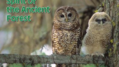 Spotted owl mother and chick perched on a tree branch. The publication title "Spotted Owl Spirit of the Ancient Forest" appears on the top of the image in brown and green. End of description.