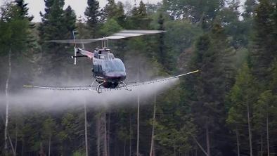 An aerial shot of a helicopter spraying glyphosate in logged areas.