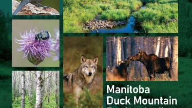 A photo collage of the Duck Mountain region showing photos of the nature and wildlife like eastern wolves, moose, and rusty-blackbirds. in the area