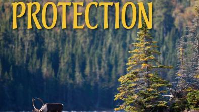 A boreal caribou standing alone near water