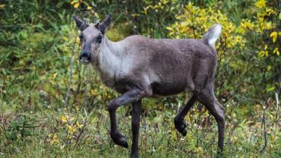 Boreal caribou in the field looking at the camera.