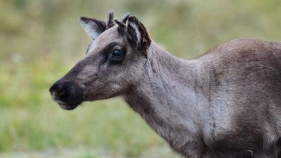 A caribou calf in focus.