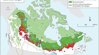 Boreal Caribou Ranges and Human Disturbance Map