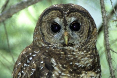 A spotted owl stares into the camera from its tree perch