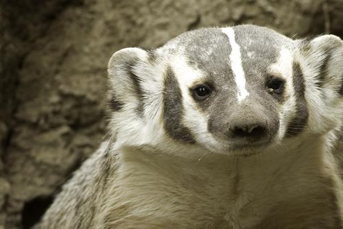 Closeup of an American badger in front of its den