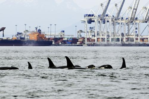 A pod of orcas breach in the Salish Sea, with port infrastructure in the background