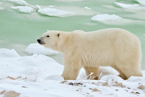 A polar bear walks across ice