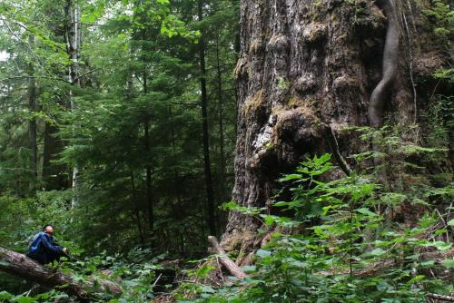 A person crouches next to a huge tree in a forest