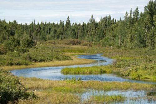A slow creek flows through a marshy area with forest in the background