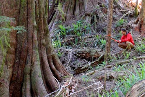 Campaigner Torrance Coste crouching between enormous red cedar trees