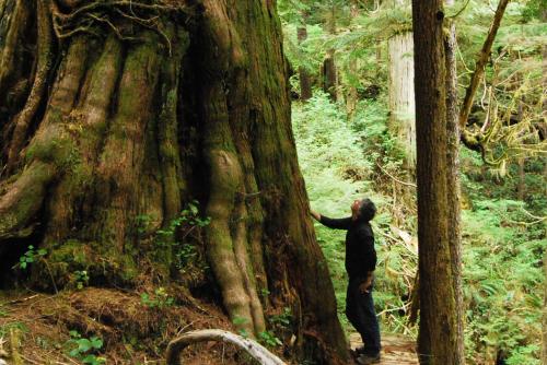 A person stands with their hand on a huge red cedar tree in Kaxi:ks [Ka-hecks] or Walbran Valley