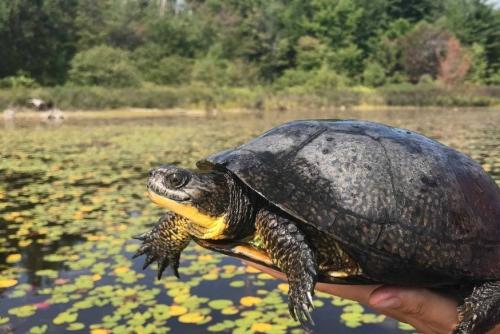 Someone holds a Blanding's turtle up in one hand. The turtle's wetland habitat in the background