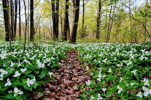 Trillium flowers on both sides of a leaf-strewn path, with woods in the background