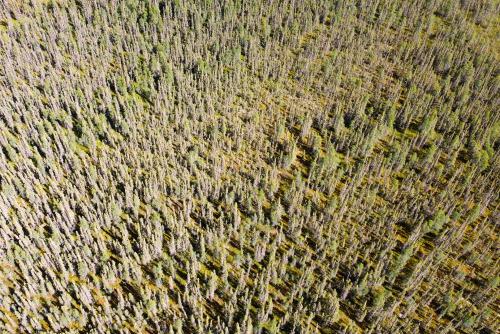 Aerieal view of a peat bog in the boreal forest