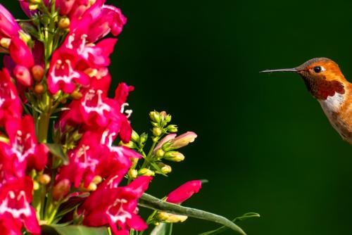 Hummingbird hovering around pink flowers
