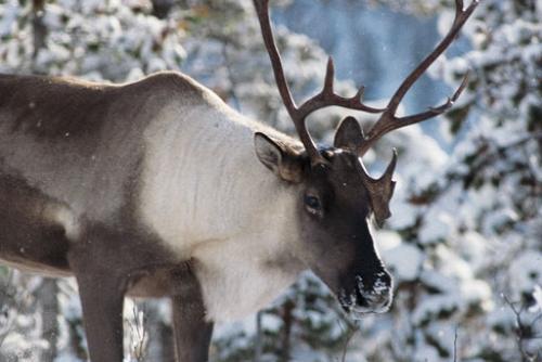 One boreal woodland caribou in the snowy woods