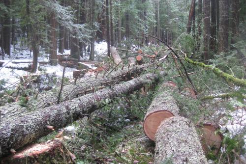 Some small, freshly cut trees lie in a slightly snowy forest