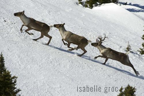 Three southern mountain caribou run across a snowy landscape