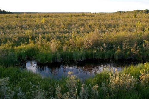 Native grasslands and wetland