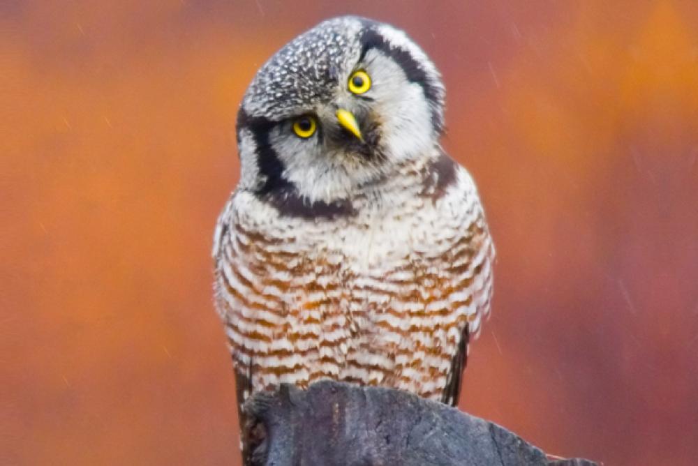 An owl looking into the camera with its head tilted.