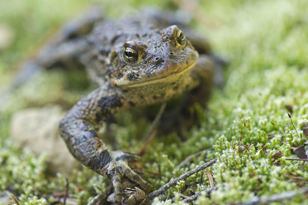 Closeup of a western toad crawling on moss.