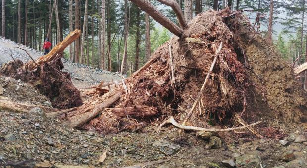 Erosion and fallen trees after BCTS road building in Schmidt's Creek