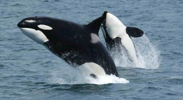 Orcas breaching