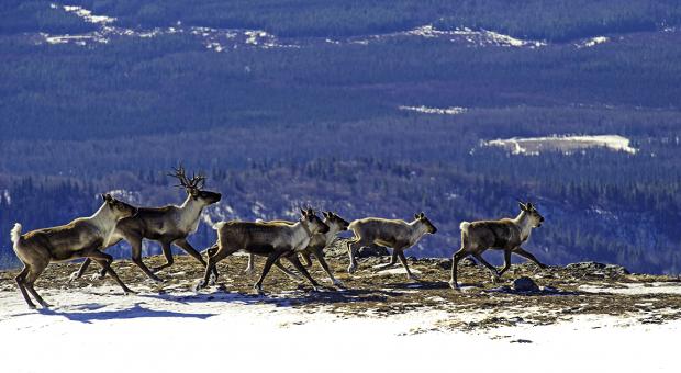 Quintette herd in the Peace Region, BC (Isabelle Groc).