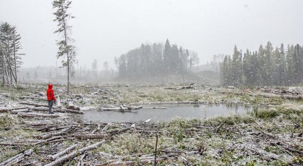 Clearcuts in duck Mountain Provincial Park, Eric Reder, 2016