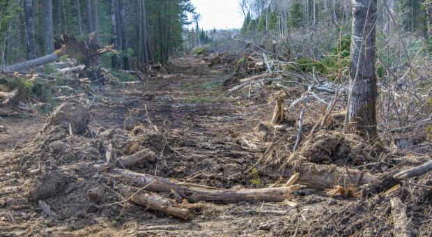 Destroyed forest in Hollow Water First Nation