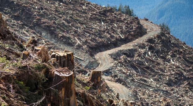 Photo: Louis Bockner / Sierra Club BC and Wilderness Committee