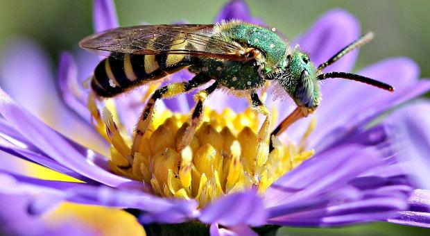 Sweat bee, native to North America. Photo: Patty O'Hearn Kickham via Flickr