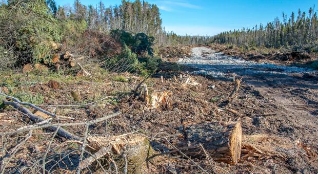 A clearcut road fpr the frack sand mine, Hollow Water First Nation, Manitoba