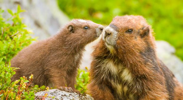 We need nature, wilderness and a healthy climate more than ever. The fresh smell of a forest walk, the view of a frost-covered prairie field, the adorable and awe-inspiring creatures we share this planet with.