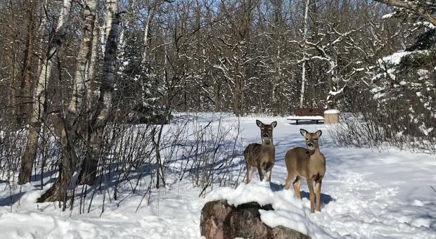 The Chickadee trailhead in Birds Hill Provincial Park. (source: Josh Crabb/ CTV News Winnipeg)