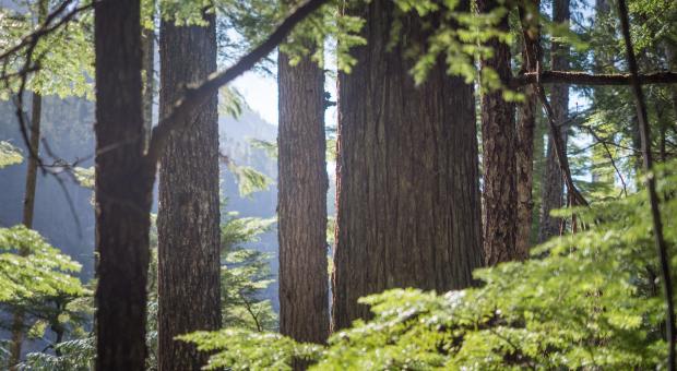 Old-growth forest