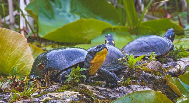 gravel pits and species at risk don't mix